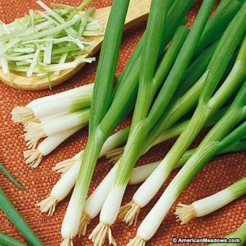 500 White Bunching Onion Seeds - Seed World