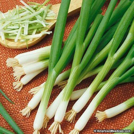 500 White Bunching Onion Seeds - Seed World