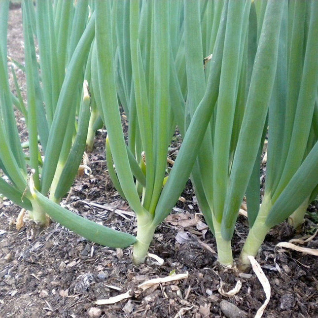 500 White Bunching Onion Seeds - Seed World
