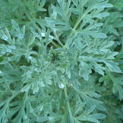 500 Wormwood Absinthe Seeds - Seed World