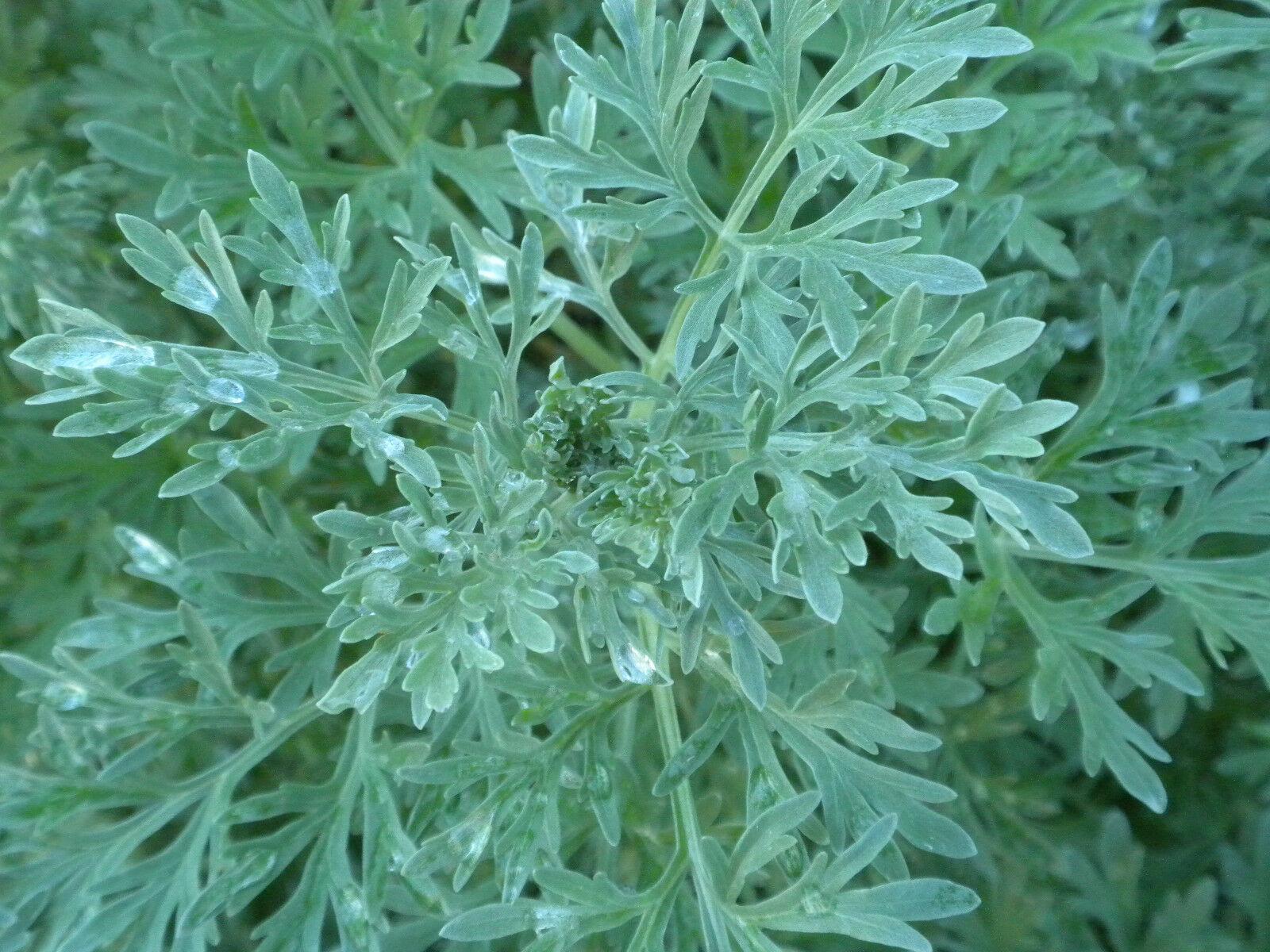 500 Wormwood Absinthe Seeds - Seed World