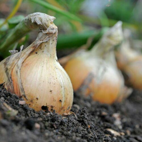 500 Yellow Sweet Spanish Onion Seeds - Seed World
