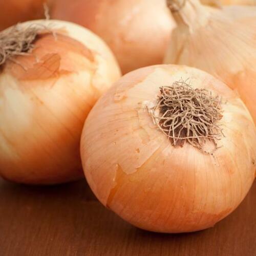 500 Yellow Sweet Spanish Onion Seeds - Seed World