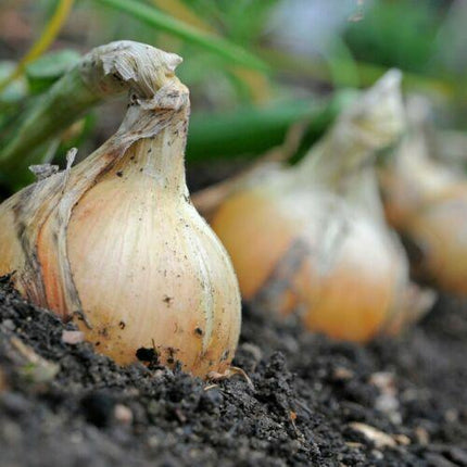 500 Yellow Sweet Spanish Onion Seeds - Seed World