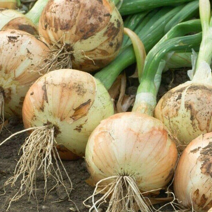500 Yellow Sweet Spanish Onion Seeds - Seed World