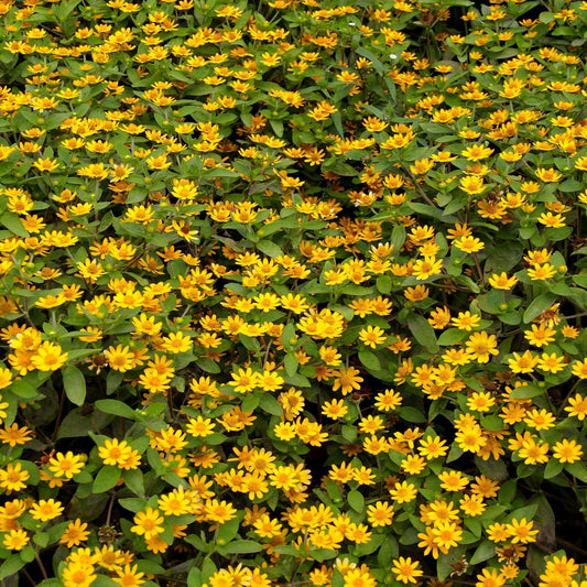 500 Zinnia Creeping Sanvitalia Procumbens Seeds - Seed World