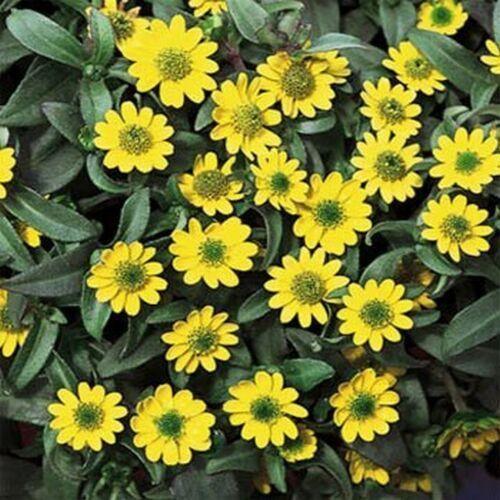 500 Zinnia Creeping Sanvitalia Procumbens Seeds - Seed World