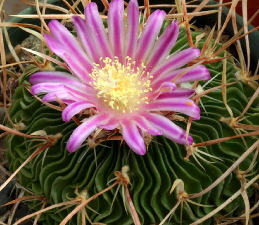 50 Brain Cactus - Stenocactus Variety Mix Seeds