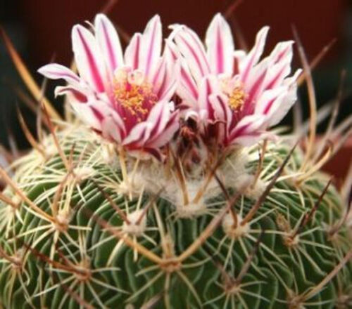 50 Brain Cactus - Stenocactus Variety Mix Seeds