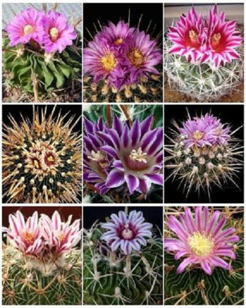 50 Brain Cactus - Stenocactus Variety Mix Seeds