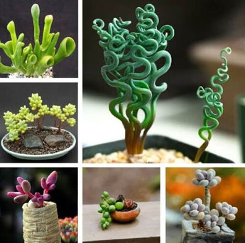 Rare Mixed Succulent seeds