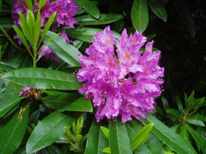 50 Rosebay Rhododendron Shrub Seeds