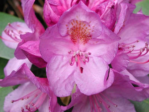 50 Rosebay Rhododendron Shrub Seeds