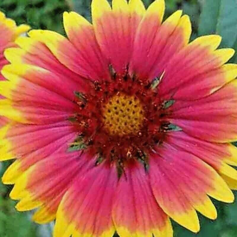 55 Blanket Flowers Autumn Mix Seeds - Seed World