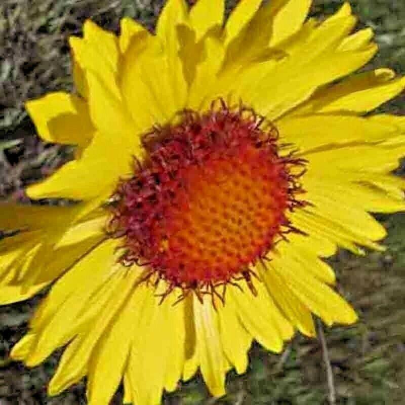 55 Blanket Flowers Autumn Mix Seeds - Seed World