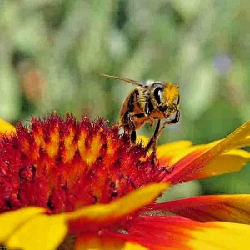 55 Blanket Flowers Autumn Mix Seeds - Seed World
