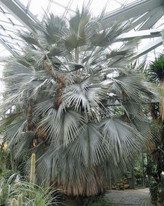 5 Brahea Armata - Blue Hesper Palm Seeds