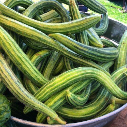 60 Armenian Yard Long Cucumber Seeds - Seed World