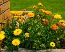 60 Calendula Fancy Mix Flower Seeds - Seed World