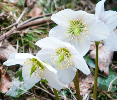 60 Christmas Rose Helleborus Niger Seeds - Seed World