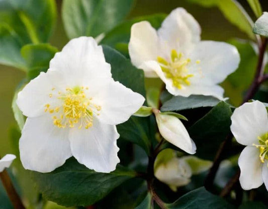 60 Christmas Rose Helleborus Niger Seeds - Seed World