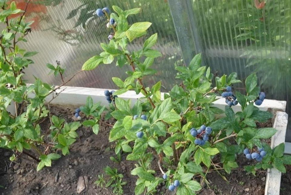 60 Highbush Blueberry Seeds - Seed World
