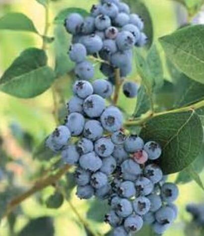 60 Highbush Blueberry Seeds - Seed World