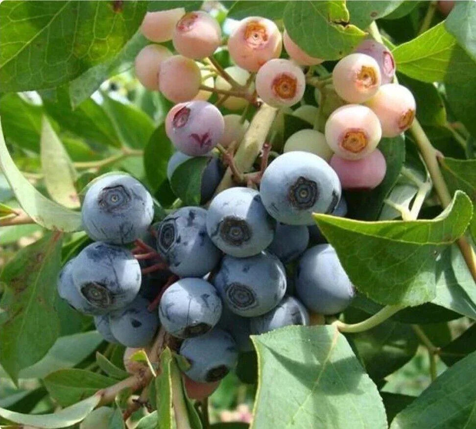 60 Highbush Blueberry Seeds - Seed World