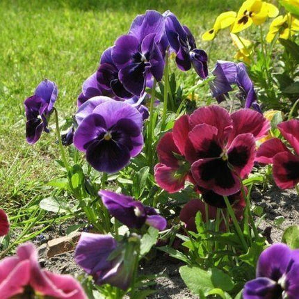 60 Pansy Swiss Giants Seeds – Mixed Colors - Seed World