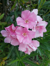 60 Pink Oleander - Nerium Oleander Seeds - Seed World