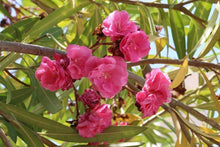 60 Pink Oleander - Nerium Oleander Seeds - Seed World