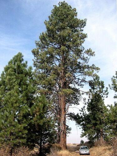 60 Ponderosa Pine - Pinus Ponderosa Seeds - Seed World