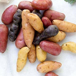 60 Potato Mix Seeds - Seed World