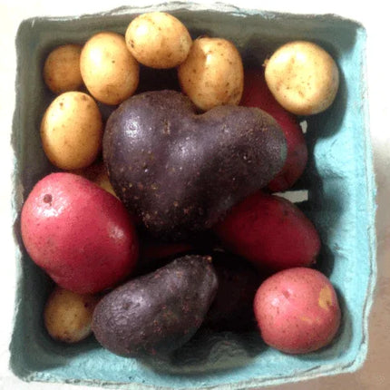 60 Potato Mix Seeds - Seed World