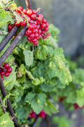 60 Red Wax Currant Berry Seeds - Seed World