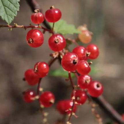 60 Red Wax Currant Berry Seeds - Seed World