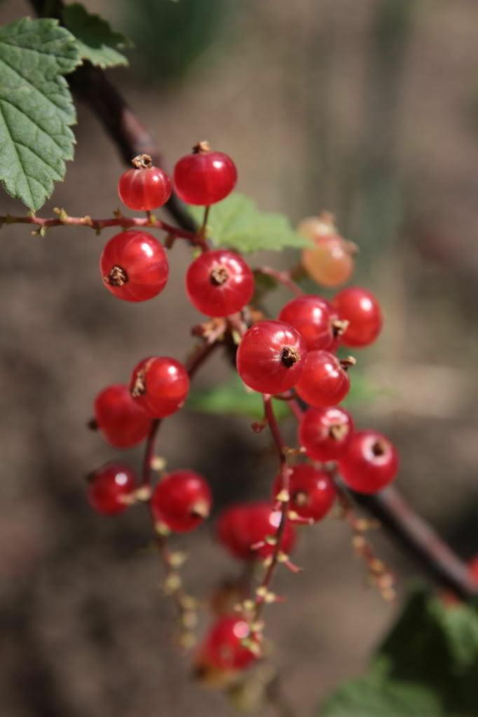60 Red Wax Currant Berry Seeds - Seed World