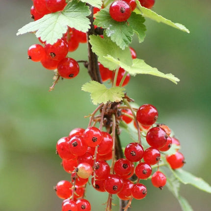 60 Red Wax Currant Berry Seeds - Seed World