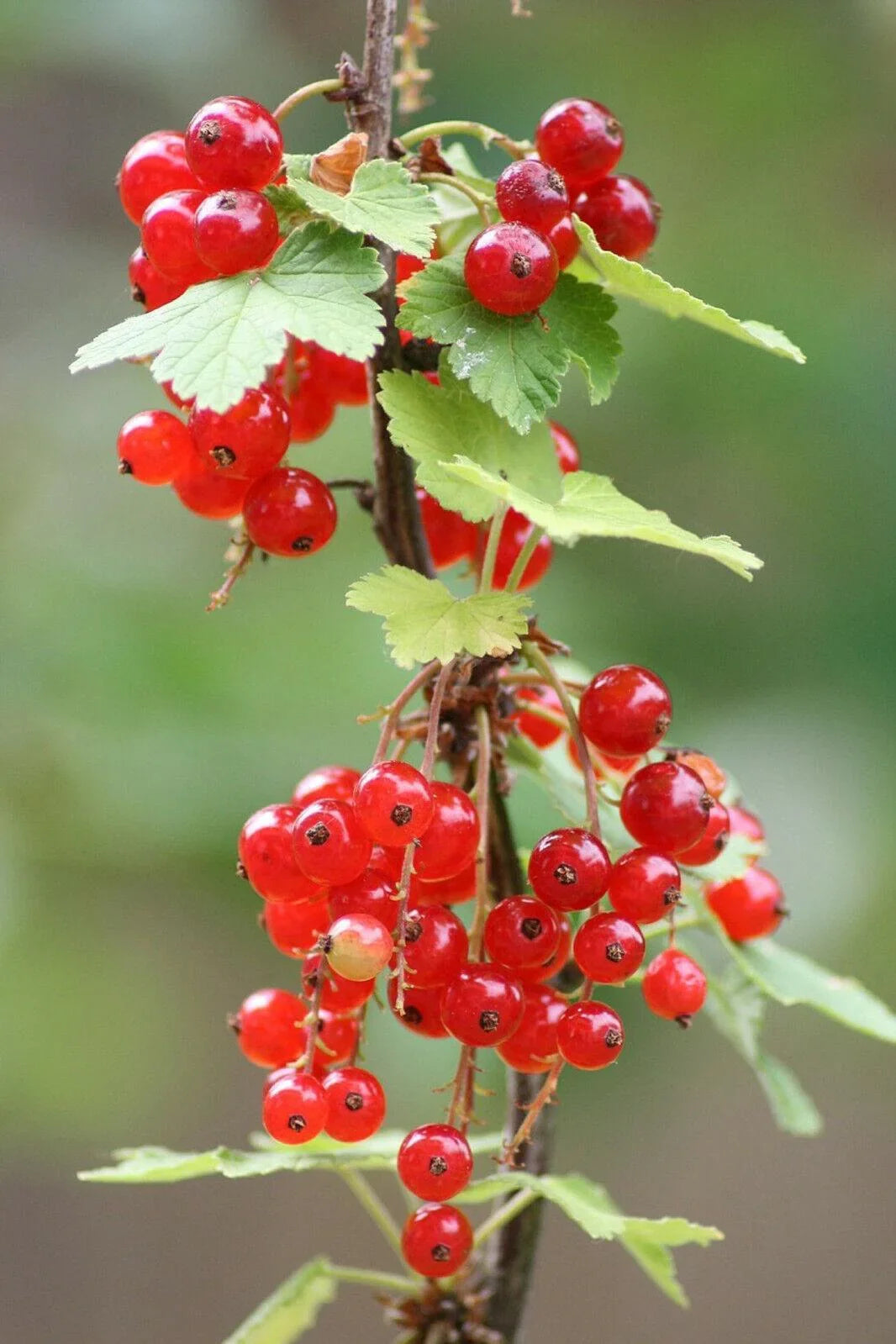 60 Red Wax Currant Berry Seeds - Seed World
