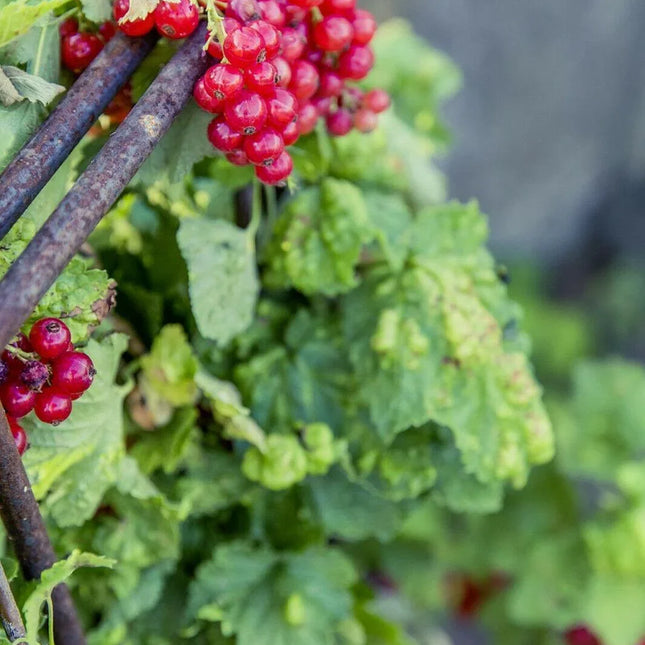 60 Red Wax Currant Berry Seeds - Seed World