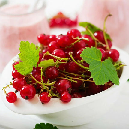 60 Red Wax Currant Berry Seeds - Seed World