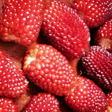 20 Strawberry Rare Ruby Corn Seeds - Seed World