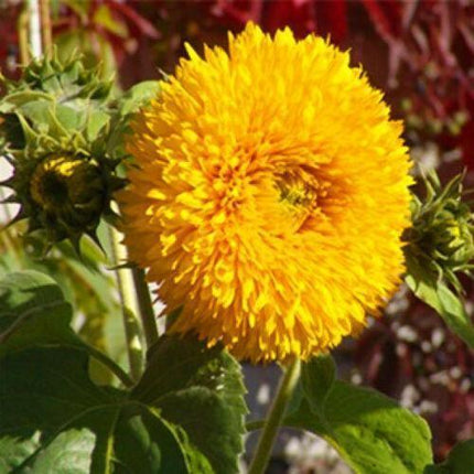 60 Teddy Bear Sunflower Seeds - Seed World