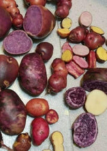 60 True Potato Seeds | Organic TPS Berry Purple Red Yellow Mix - Seed World