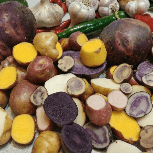 60 True Potato Seeds | Organic TPS Berry Purple Red Yellow Mix - Seed World