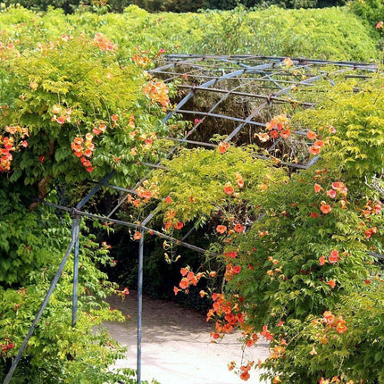 60 Trumpet Vine - Campsis Radicans Seeds - Seed World