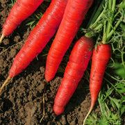 600 Atomic Red Carrots (Daucus Carota) Seeds - Seed World