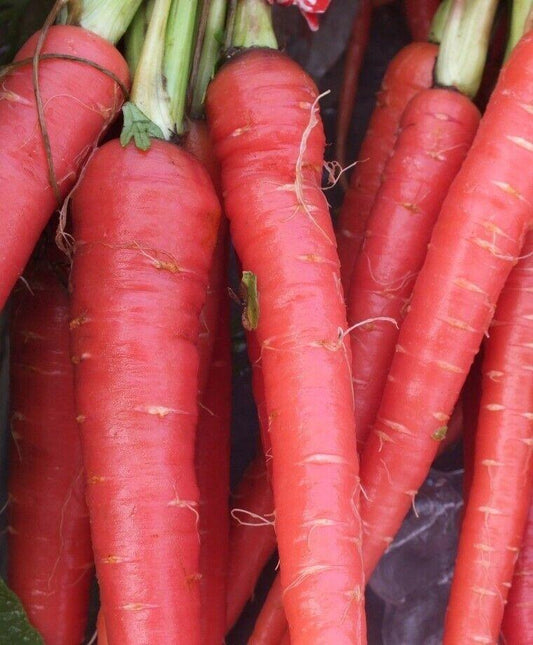 600 Atomic Red Carrots (Daucus Carota) Seeds - Seed World