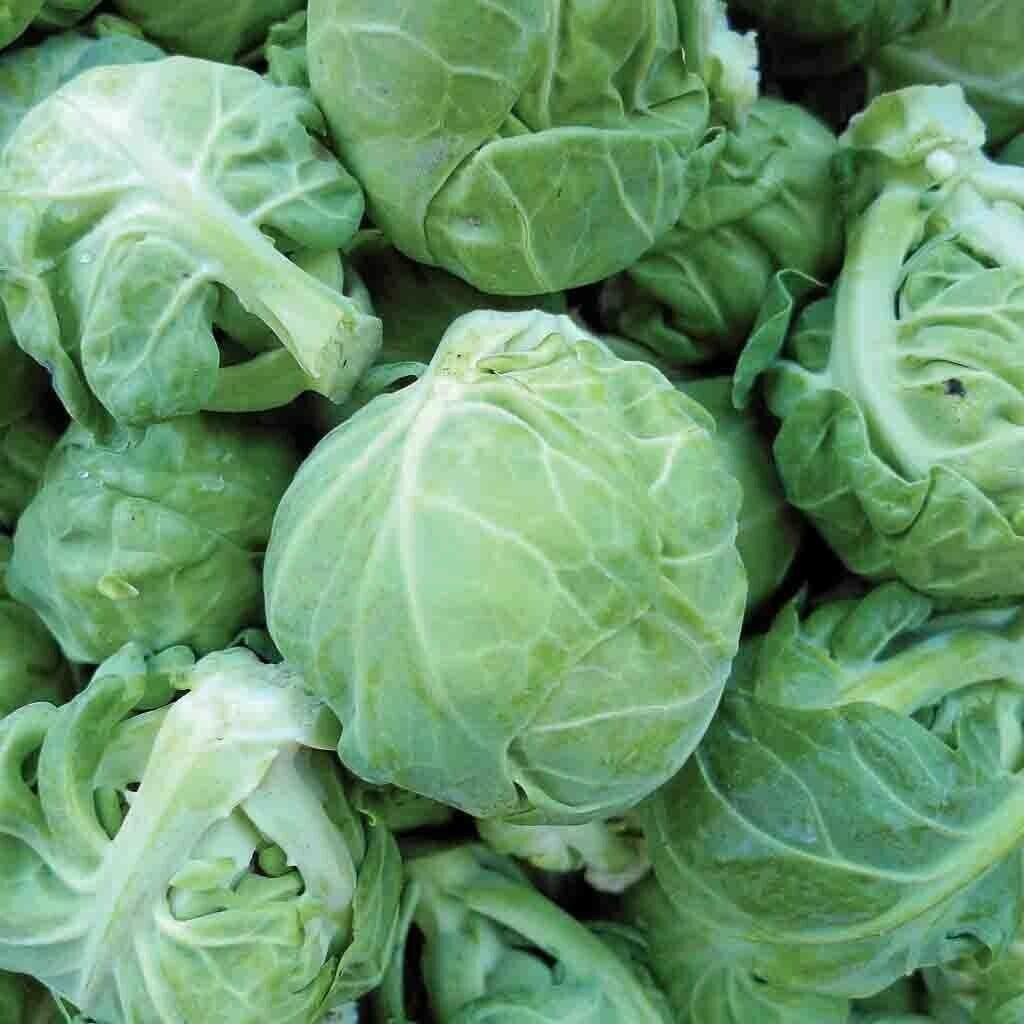 600 Brussel Sprout Seeds - Seed World