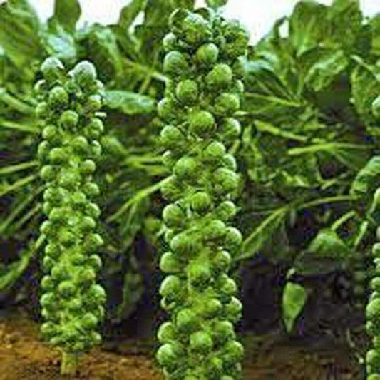 600 Brussel Sprout Seeds - Seed World